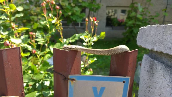 Serpente Deitado Cerca Ferro Jardim — Fotografia de Stock