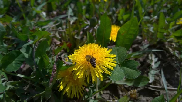 Schwebfliege Auf Einem Löwenzahn Feld — Stockfoto