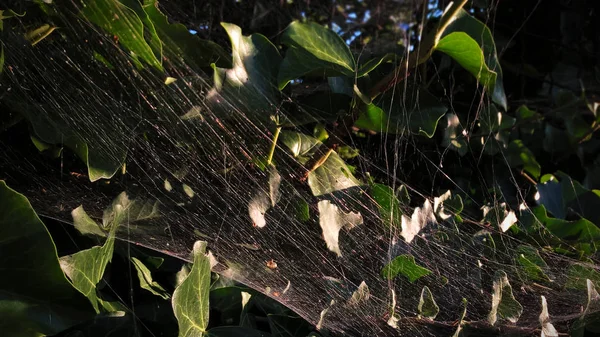 Árvores Verdes Com Rede Aranha Jardim — Fotografia de Stock