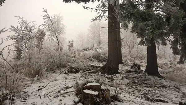 Bel Hiver Dans Forêt — Photo