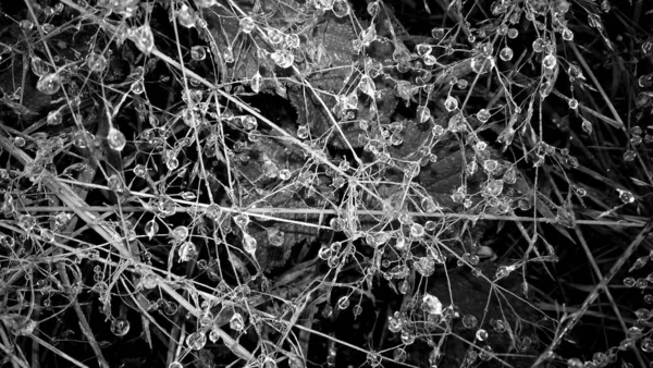 Spinnennetz Wald — Stockfoto