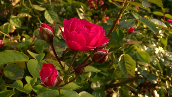 Röda Blommor Gröna Trädgård — Stockfoto