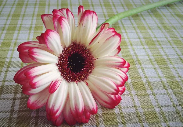 Schöne Blume Auf Dem Tisch Aus Nächster Nähe — Stockfoto