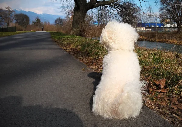 Cão Sentado Estrada Olhando Para Distância — Fotografia de Stock