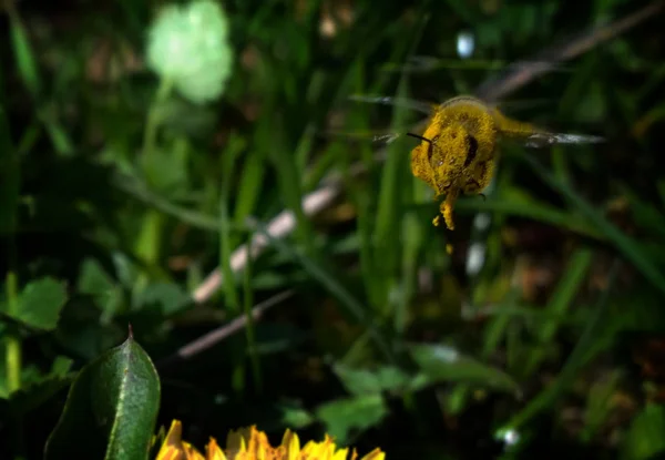 Včela Žlutý Květ Zblízka — Stock fotografie