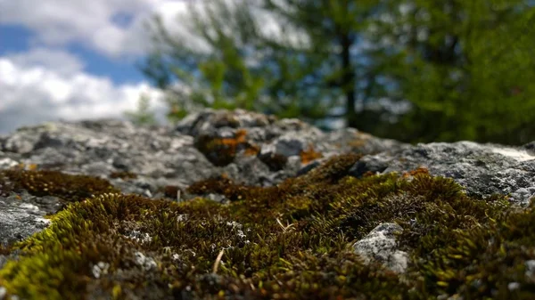 Steinfelsen Wald Aus Nächster Nähe — Stockfoto