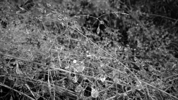 Spinnennetz Wald — Stockfoto