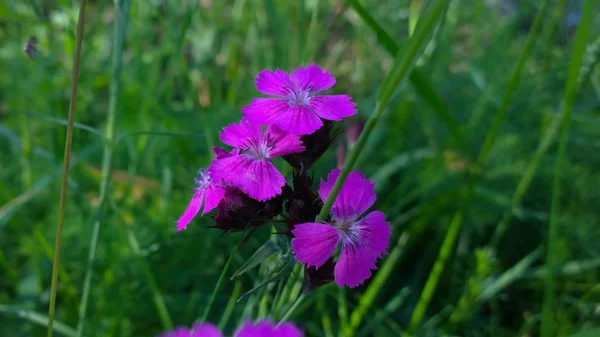 Piękne Lato Dzikie Kwiaty — Zdjęcie stockowe
