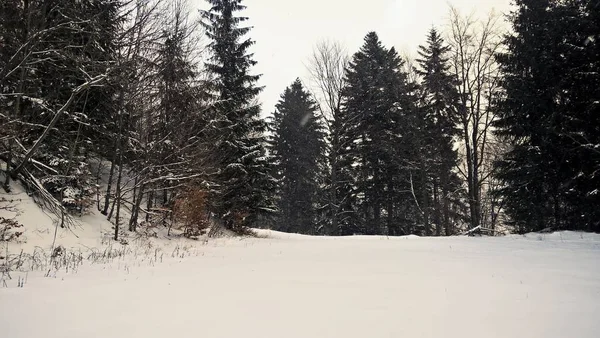 Paysage Hivernal Avec Forêt Enneigée — Photo