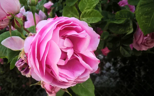 Růžové Růže Květiny Zahradě — Stock fotografie