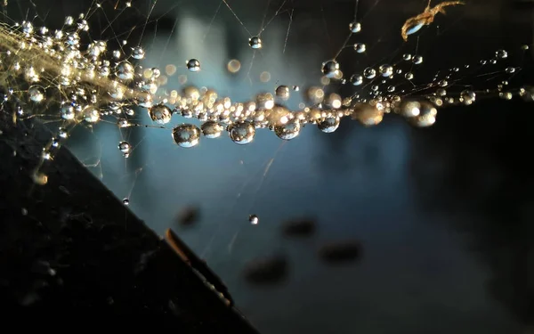 Капли Воды Паутину — стоковое фото