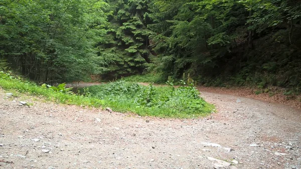 Sentier Routier Forêt Verte — Photo