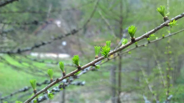 Větev Jarního Stromu Květu — Stock fotografie