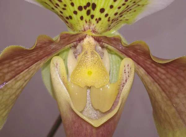 Flor Orquídea Blanca Cerca —  Fotos de Stock