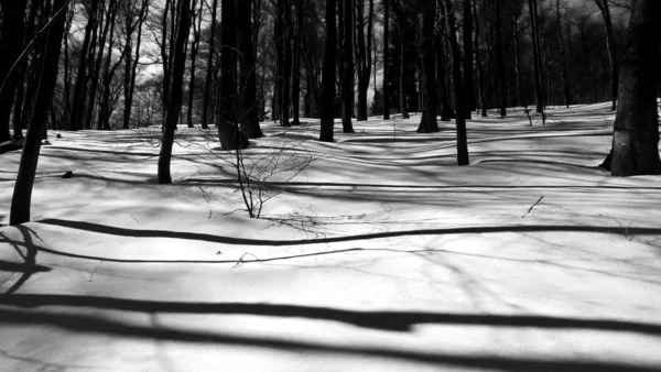 Winter Schönen Wald — Stockfoto