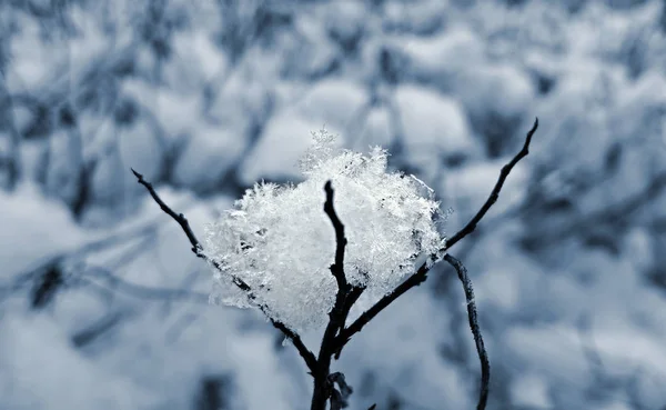 Frozen plant in the snow