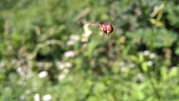 Abeja Volando Sobre Fondo Verde Abstracto — Foto de Stock