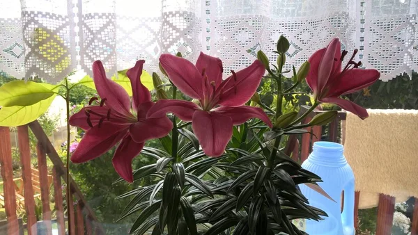 Gyönyörű Piros Virágok Cserépben Otthon — Stock Fotó