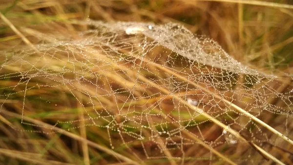 Ormandaki Örümcek Ağı — Stok fotoğraf