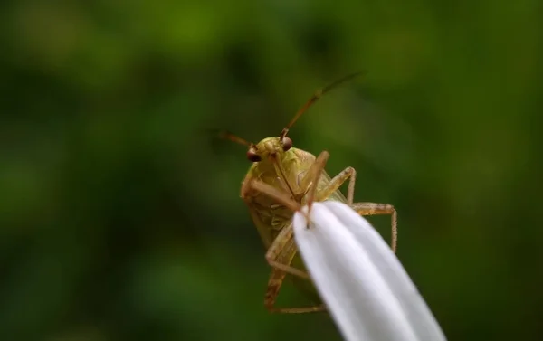 Mooie Bug Het Petal — Stockfoto