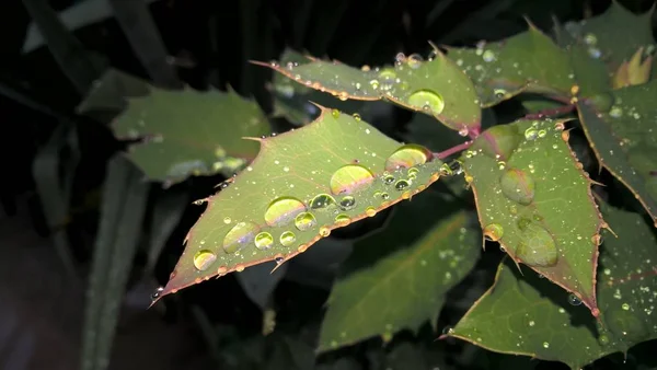 Foglie Verdi Con Gocce Acqua — Foto Stock