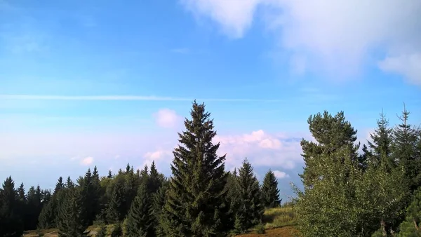 Bergwald Bei Sonnigem Tag — Stockfoto