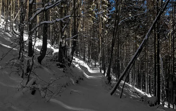 Belo Inverno Floresta — Fotografia de Stock