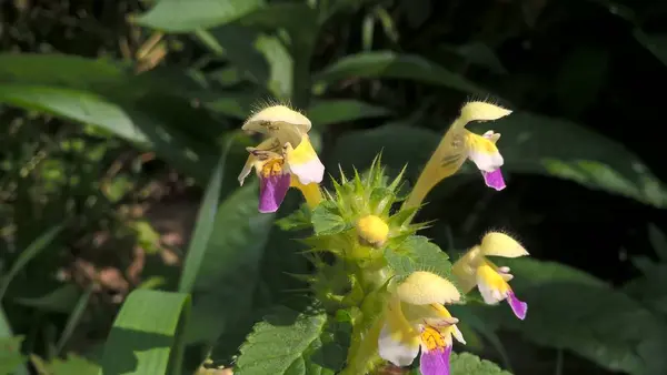 Bellissimi Fiori Selvatici Estivi — Foto Stock