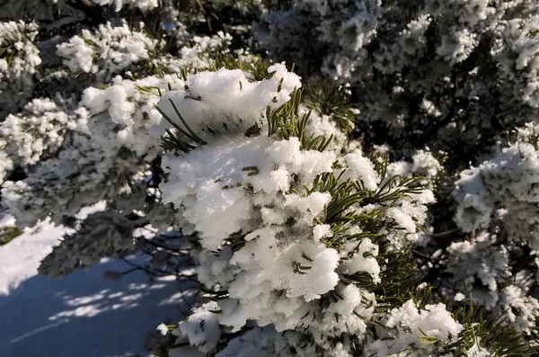 Árvores Nevadas Inverno Floresta — Fotografia de Stock