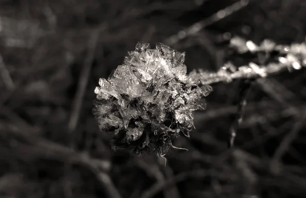 Macro Ice Snow Coating Winter Slovakia — Stock Photo, Image