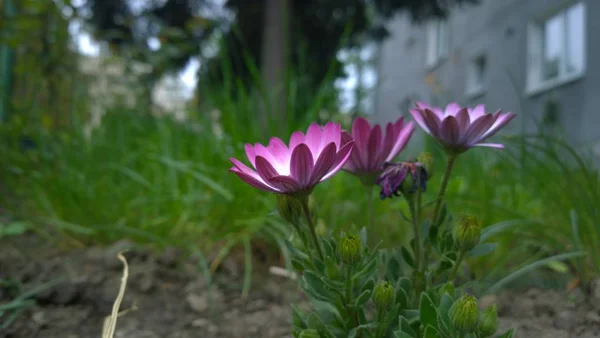 美しい夏の野生の花 — ストック写真