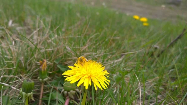 Hoverfly Mniszek Lekarski Słowacja — Zdjęcie stockowe