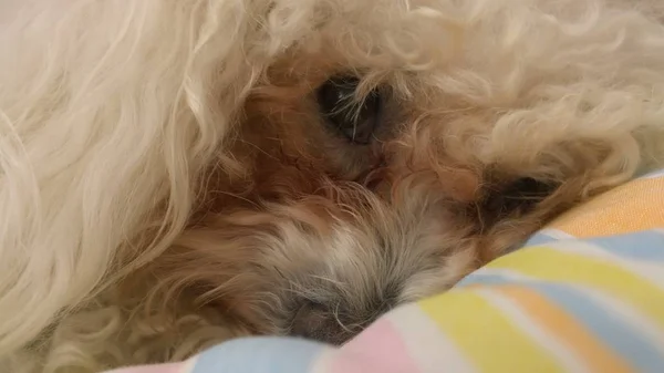 Собака Лежит Кровати Близко — стоковое фото