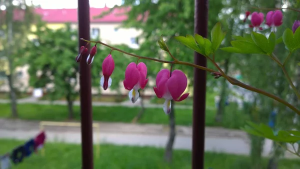 Flor Orquídea Floreciendo Países Bajos — Foto de Stock