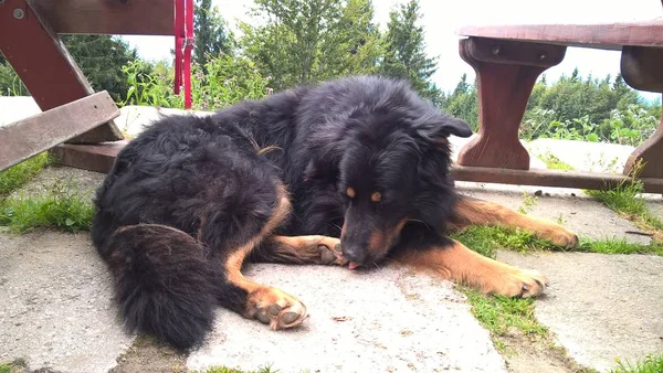 Hund Liegt Neben Holzbank — Stockfoto