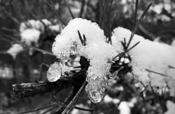 モミの木の枝の雪 — ストック写真