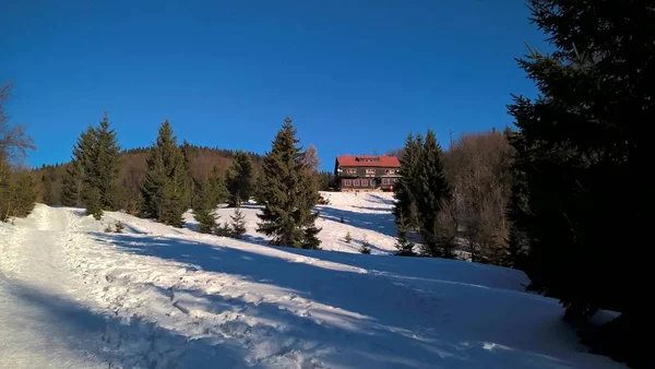 Bosque Montaña Nevado Soleado Día Invierno —  Fotos de Stock