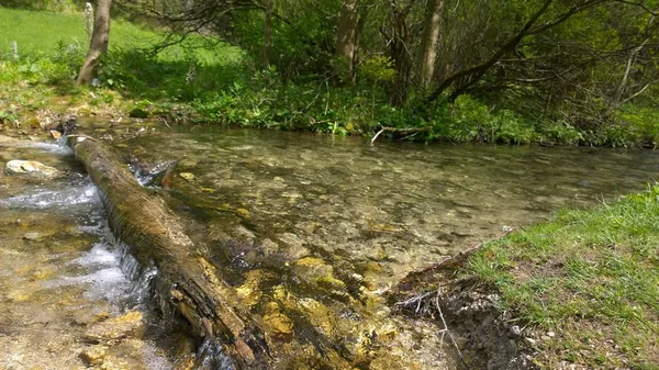Vízfolyás Zöld Erdőben — Stock Fotó