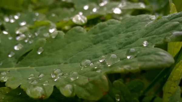 Капли Воды Зеленых Листьях — стоковое фото