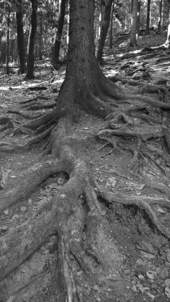 Baumwurzeln Wald Tagsüber — Stockfoto