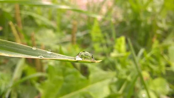 Grama Verde Com Gotas Água — Fotografia de Stock