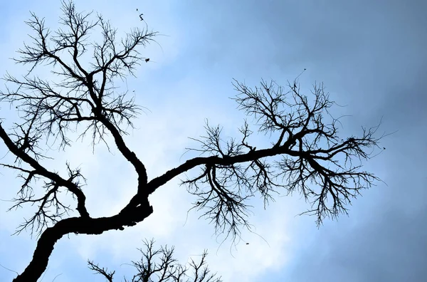 Кудрявые Ветви Дерева Против Облачного Неба Подходящие Качестве Рисунка Фона — стоковое фото