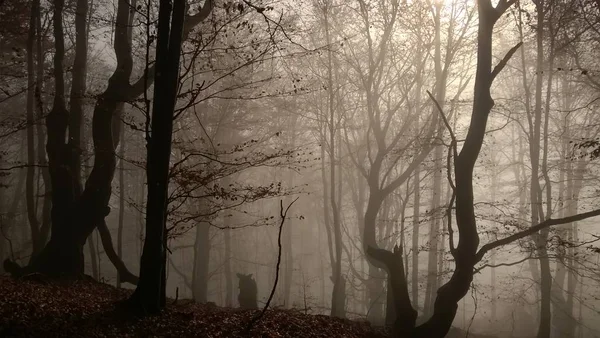 Herbstbaum Wald — Stockfoto