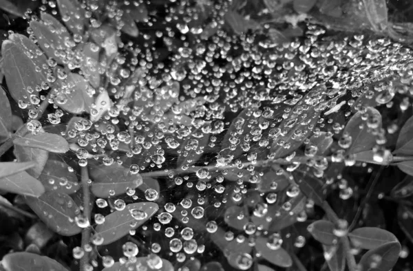 Gotas Água Rede Aranha Floresta Verde — Fotografia de Stock