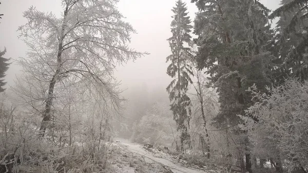 Прекрасна Зима Лісі — стокове фото