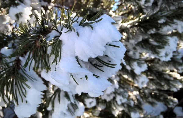 Snowy Trees Winter Forest — Stock Photo, Image