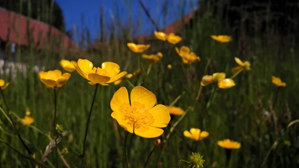 Krásné Jarní Nebo Letní Divoké Květiny — Stock fotografie