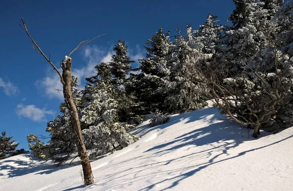 Vinter Den Vackra Skogen — Stockfoto