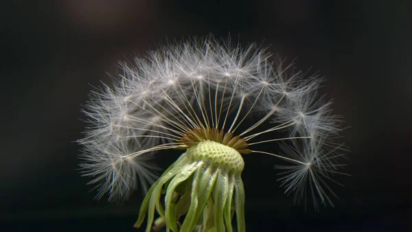 Diente León Sobre Fondo Gris — Foto de Stock