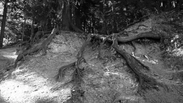 Korzenie Drzew Lesie Ciągu Dnia — Zdjęcie stockowe
